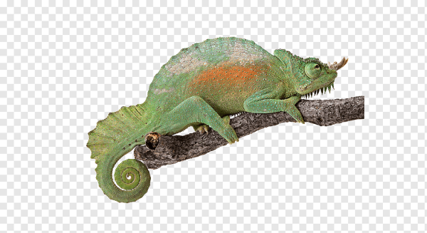 Хамелеон прозрачный