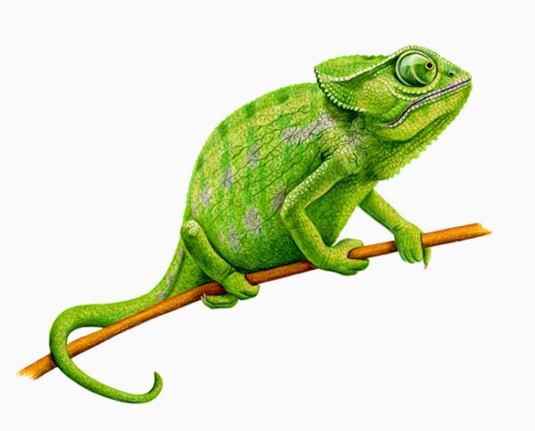 Хамелеон для детей