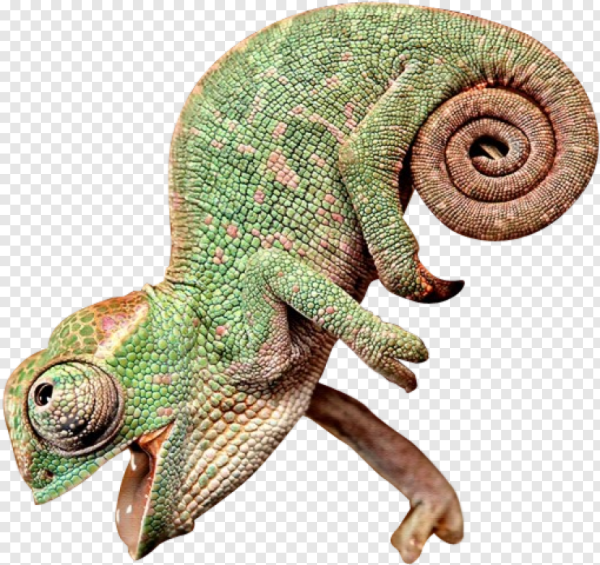 Динозавр похожий на хамелеона