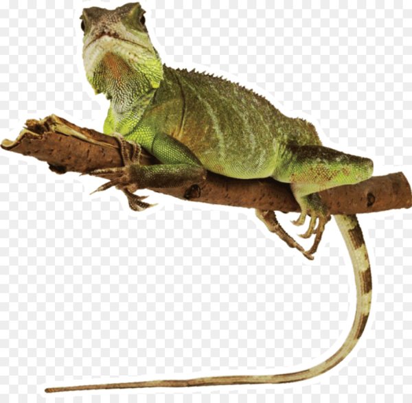 Рептилии на белом фоне