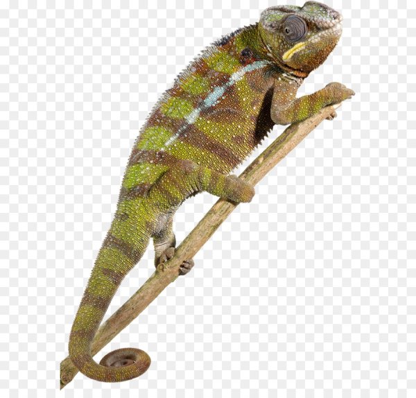 Хамелеон,ящерица, питон
