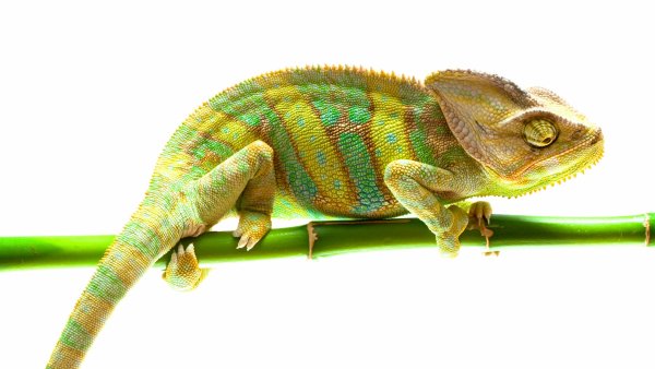 Хамелеоны ящерицы референсы