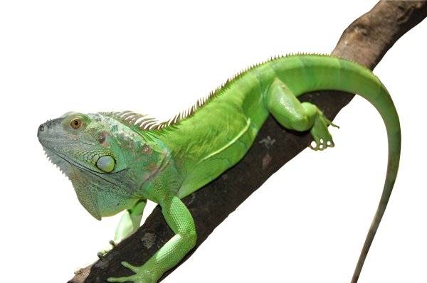 Игуана карточка