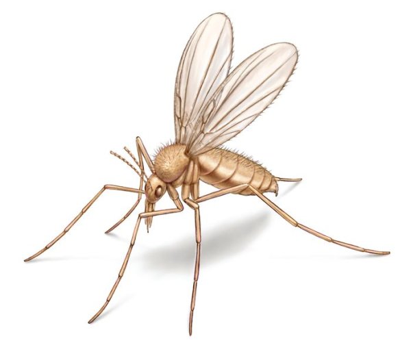 Комар на прозрачном