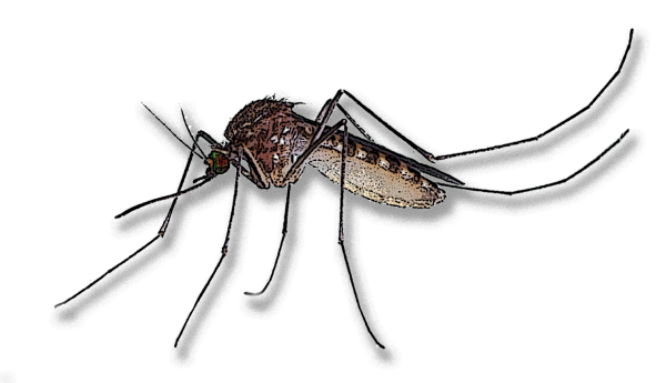 Комар на белом фоне