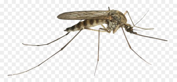 Комар на белом фоне