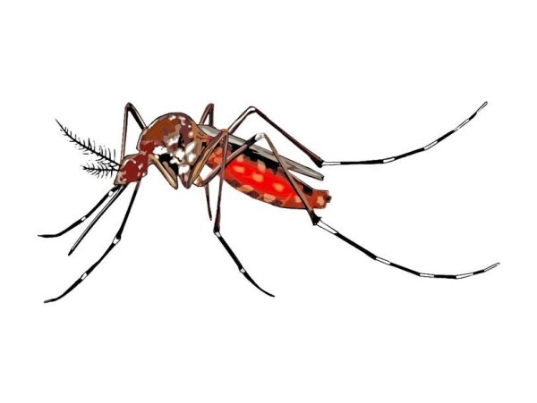 Москит без фона