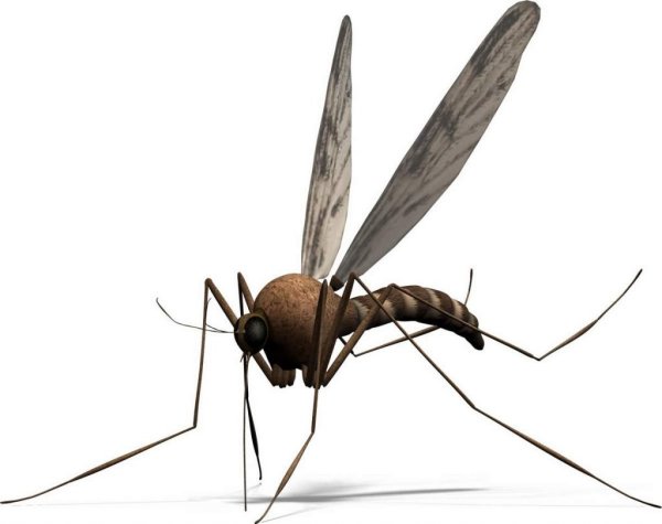 Комар на белом фоне
