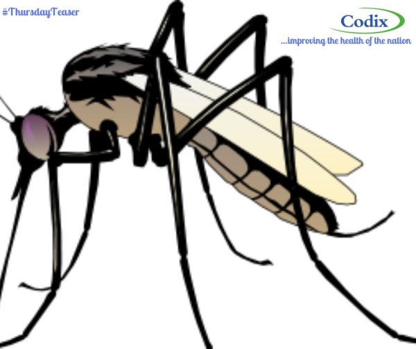 Комар на прозрачном фоне