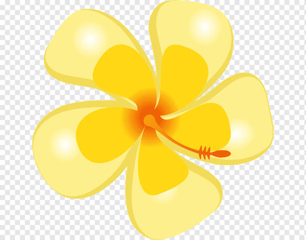 Цветы на прозрачном фоне