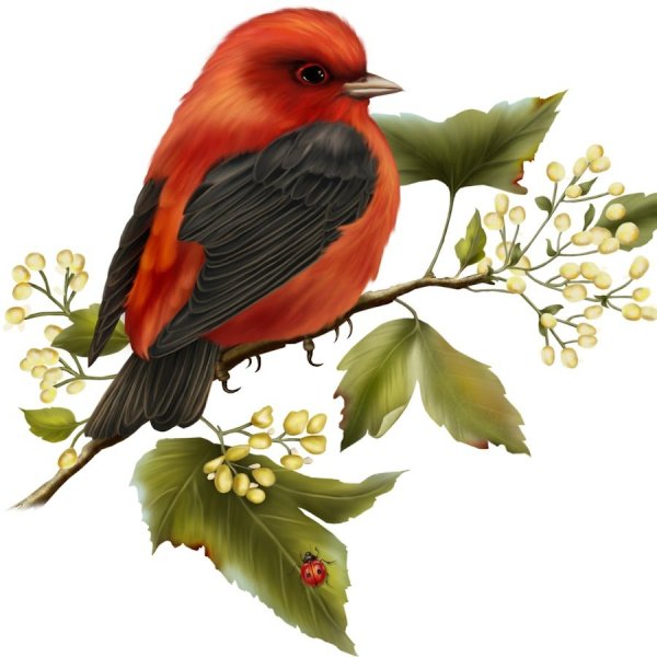 Птица на белом фоне