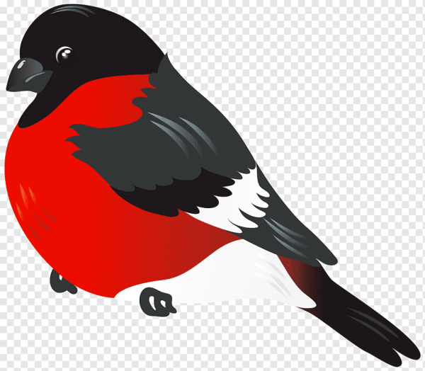Снегирь на прозрачном фоне