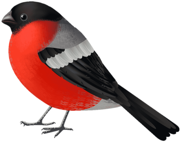 Снегирь на белом фоне