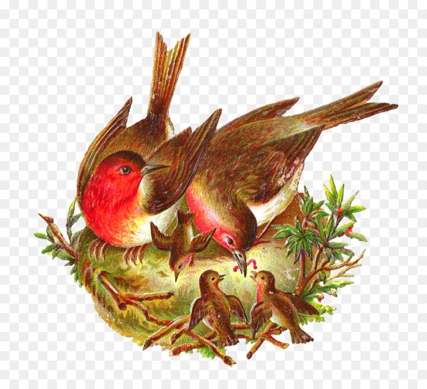 Птички в гнездышках