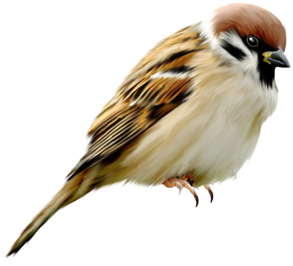 Птичка на белом фоне