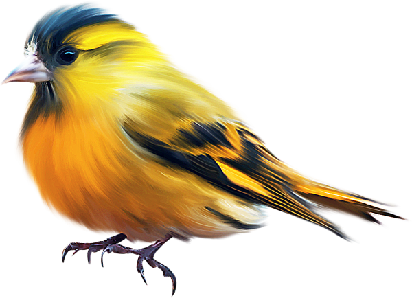 Птица на белом фоне