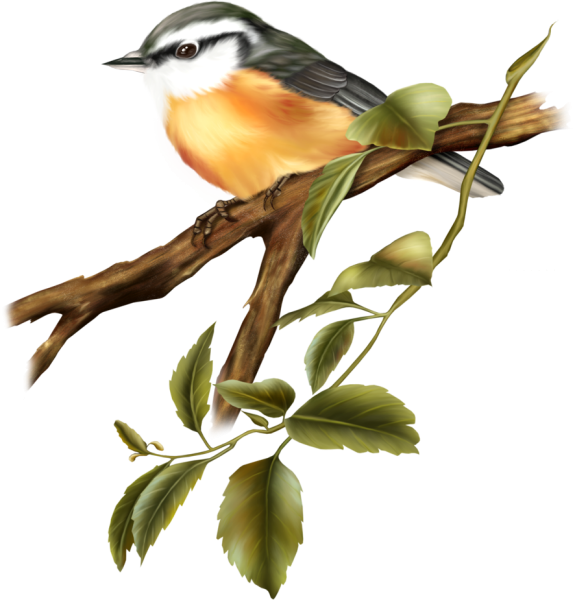 Птицы без фона