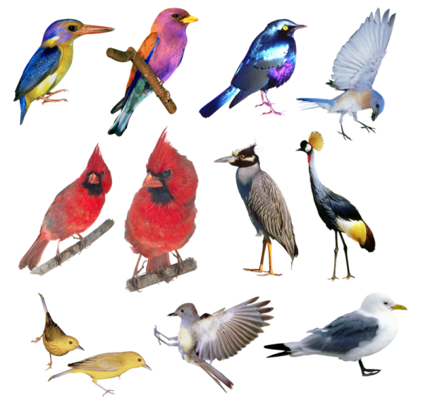 Птицы на прозрачном фоне