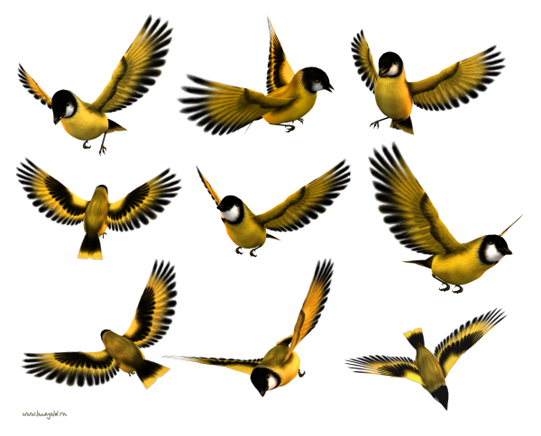 Клипарт птицы на прозрачном фоне