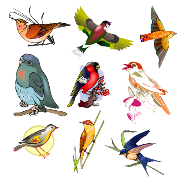 Рисунок птицы для детей цветные