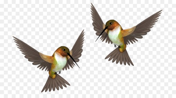 Птицы на прозрачном фоне
