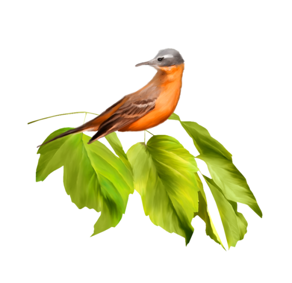 Лесные птицы на прозрачном фоне