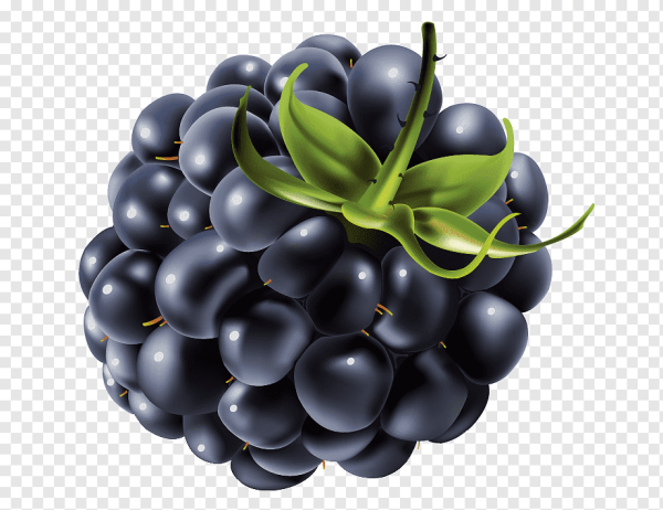 Ежевика на белом фоне