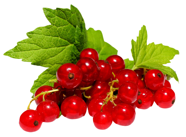 Ягоды красной смородины