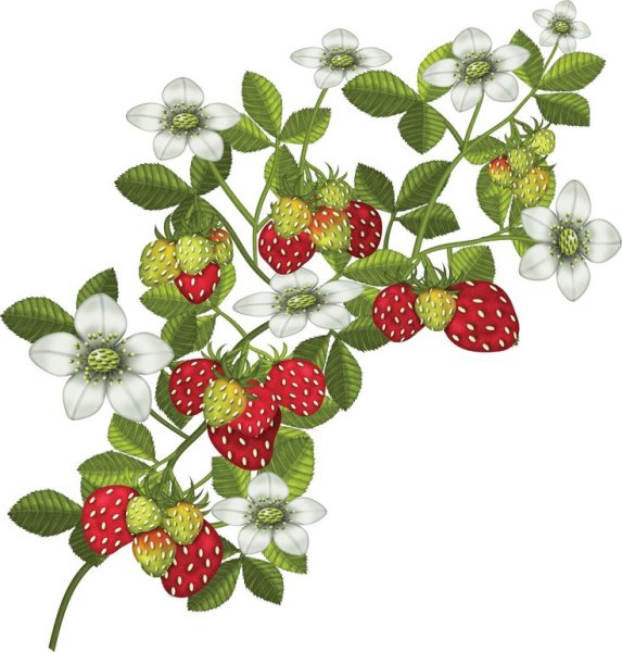 Ветка земляники