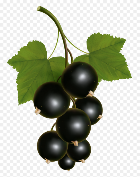 Ягоды смородины