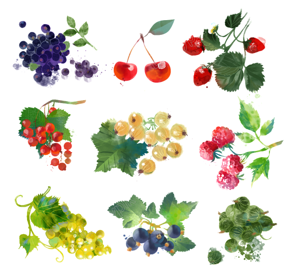 Ягоды Векторная Графика