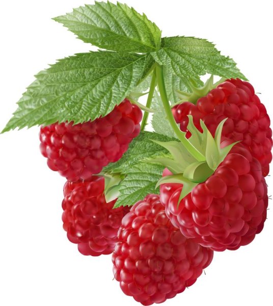 Ягода малина