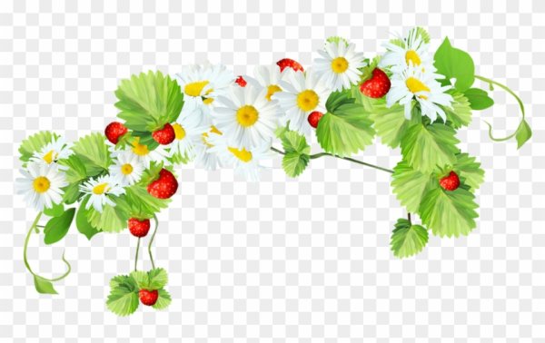 Лето на белом фоне