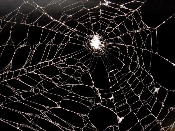 Паутина черная