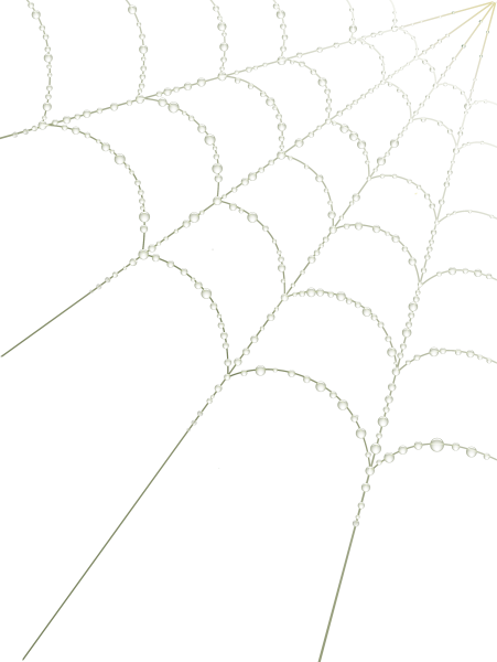 Паутинка на белом фоне