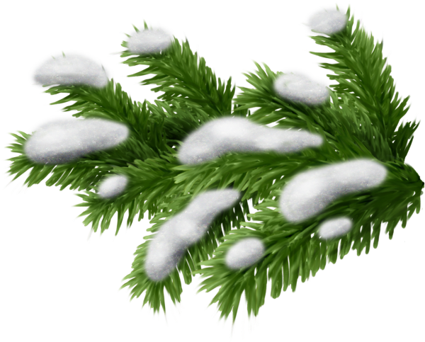 Еловая лапа