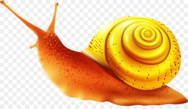 Улитка на прозрачном фоне