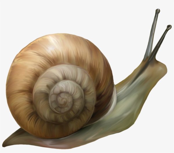 Улитка на белом фоне