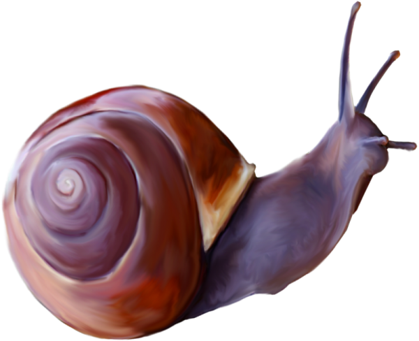 Прозрачная улитка