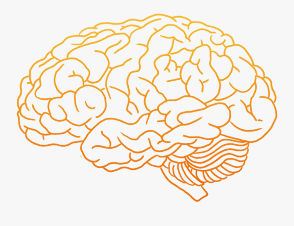 Векторный мозг