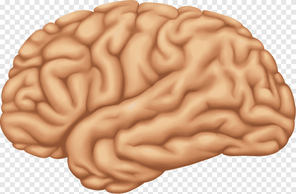Мозг Векторная Графика