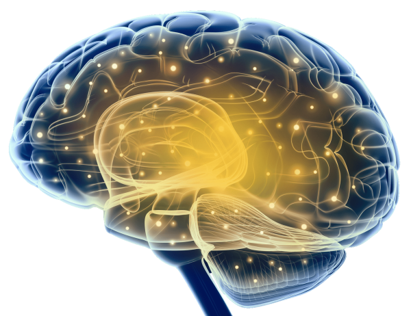 Мозг мышление