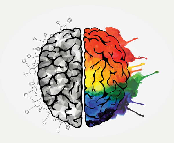 Мозг анатомия