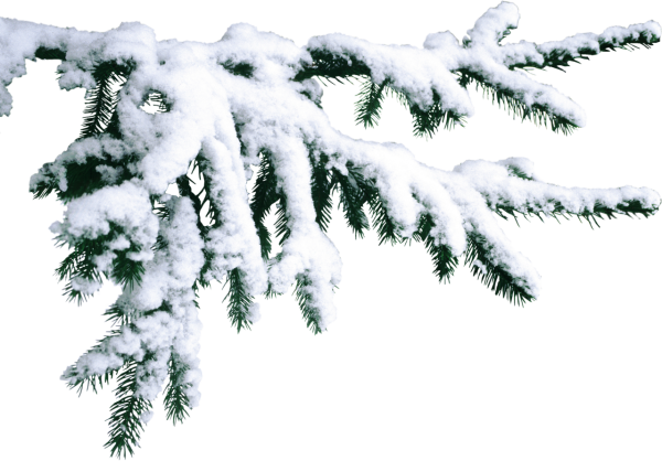 Зимняя ветка