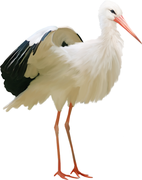 Аист на прозрачном фоне