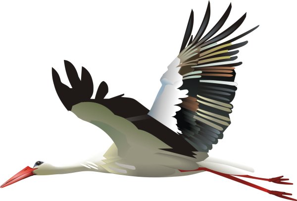 Аист на прозрачном фоне