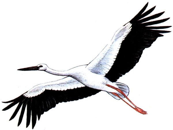 Нарисовать аиста