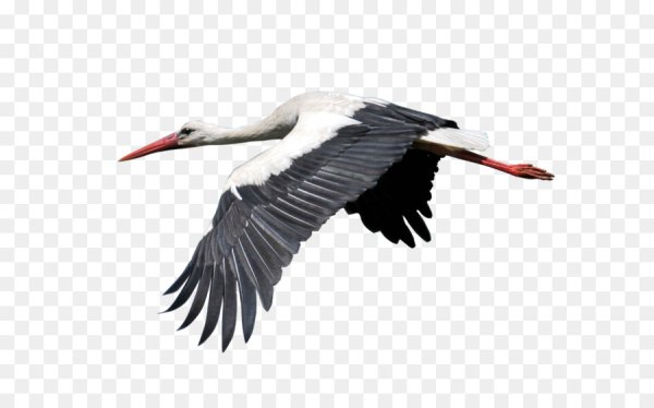 Летящий Аист на прозрачном фоне