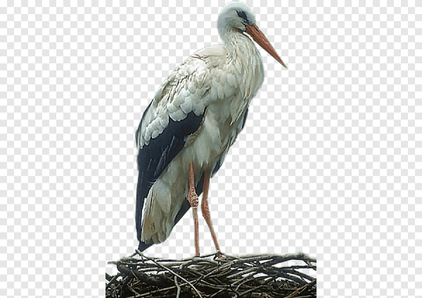 Аист без фона