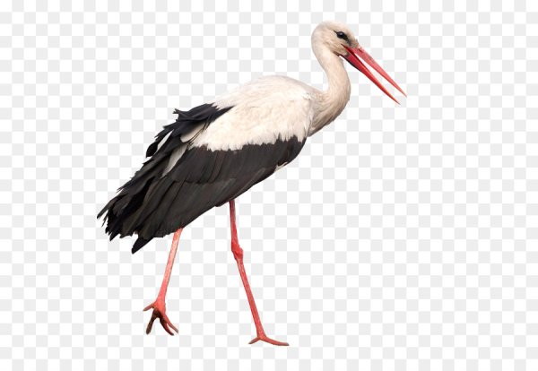 Черный Аист на белом фоне